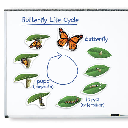 Interactive Learning Tool for Butterfly Life Cycle