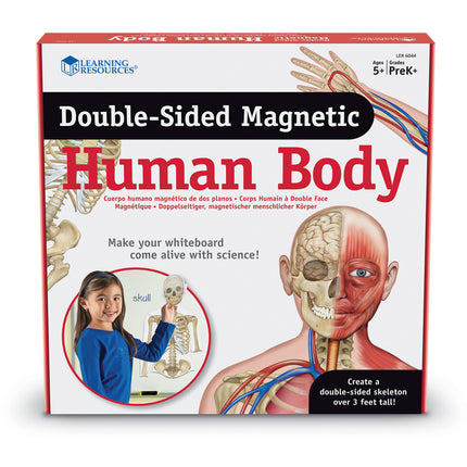 Learning Resources - Double-Sided Magnetic Human Body