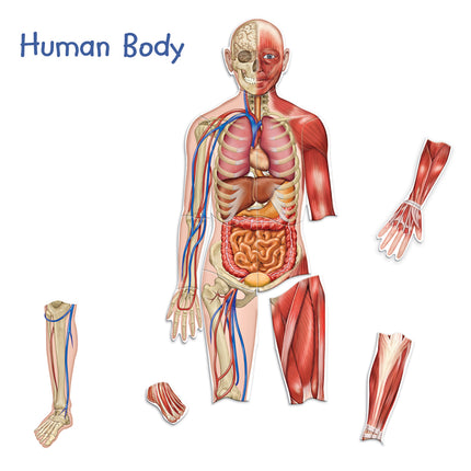 Sided Magnetic Human Body